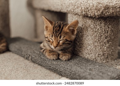 新未来娱乐时代的光影与互动新纪元