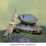 方块娱乐棋牌游戏新秀风格多样化竞技挑战场 cy0q20v7a6