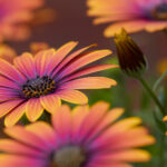 2025年七星彩开奖结果完整版及历史数据分析 ez61f22h