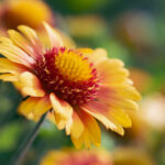 F1直播车:极速狂飙的赛道传奇与科技巅峰 h67kw22f