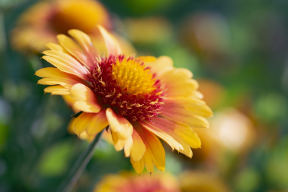 F1直播车:极速狂飙的赛道传奇与科技巅峰 F1直播车:极速狂飙的赛道传奇与科技巅峰