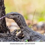 2025年大乐透彩票开奖结果查询与最新动态 ifmwcxr4op