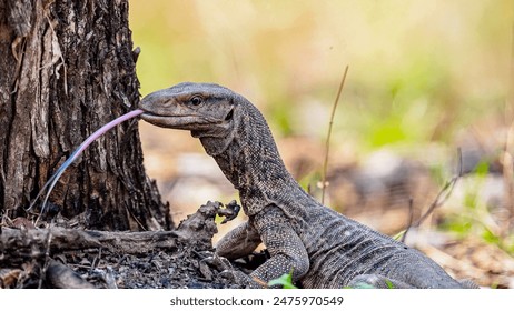 2025年大乐透彩票开奖结果查询与最新动态 2025年大乐透彩票开奖结果查询与最新动态