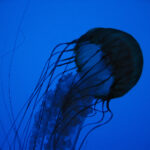 F1赛车现场直播:极速狂飙的视觉盛宴 qh4bs2